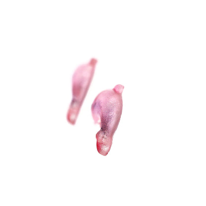 Dolphin Stud Earrings